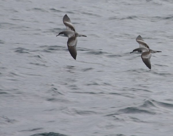 Buller's Shearwater